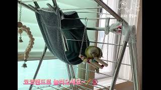 혼자서도 잘노는 코코~말못하면 어때!#앵무새키우기 #코뉴어앵무새