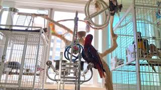 앵무새 패밀리들 ...어라 토끼 니가 왜 거기서 나와...??