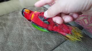 반달가슴로리  여름이 파인애플코뉴어 봄이~^^