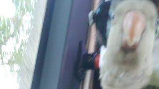 루야랑 청금강앵무새 보러 시민공원 가는길