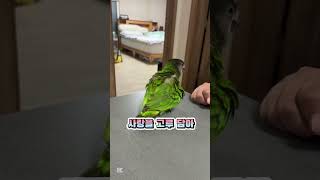 행복은 별거 아니지 그치❤️‍ #세네갈앵무 #birds…