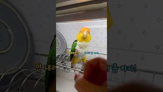 “설거지 못 하게 막는 카이큐 앵무새 히나"