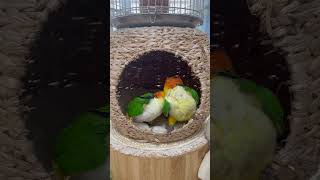 꽁냥 타임 #카이큐 #앵무새 #whitebelliedcaique #parrot
