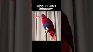 [젤리] 앵무새랑 같이 노래불러요 / Humming p…