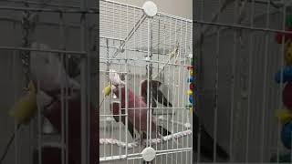 어쭈 ㅋㅋㅋㅋㅋ 이제 리듬 좀 타는데??? ㅋ ㅋ ㅋ ㅋㅋ ㅋㅋ #갈라코카투 #parrot #앵무새 #코카투