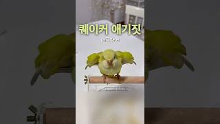 #퀘이커애기짓 #퀘이커앵무새