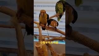 나한테 날아오는 카이큐앵무새 #shorts