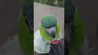 플라잉 요가하는 앵무새 일리거스마카우