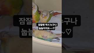 58일 앵무새 자는모습