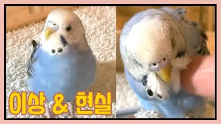 동물, 이상과 현실 사이 앵무새 키우기  [애완동물 분…