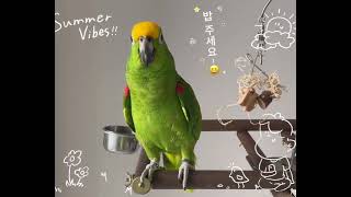 식사 전 "밥 주세요~!!"말하는앵무새 #앵무새키우기 #parrotvideo  #givemebap #parrottalking #givemefood #amazonparrot