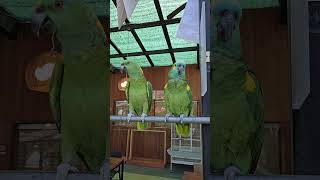 [의왕 수예몽] 말하는 앵무새