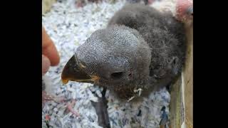 [경주버드파크] 제13화 - 뉴기니아앵무 아가의 성장 …