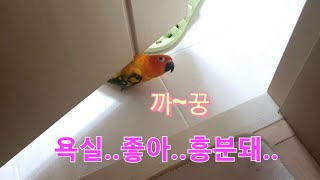 욕실에서 재미난거 발견하고 흥분해버린 썬코뉴어 보리