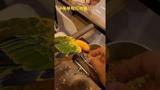 썬코뉴어앵무새 #shorts