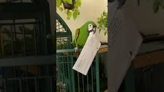 Sophie my Severe Macaw. A livi…