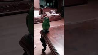 #parrot #lovebirds #말잘하는 앵무새 #…