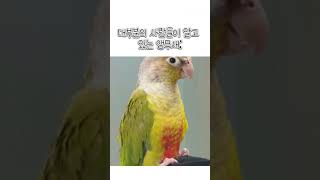 앵무새 키우는 사람 공감 출처: 템플릿
