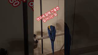 앵무새 잘때 건들면 일어나는 일 #청금강 #베율 #앵무…