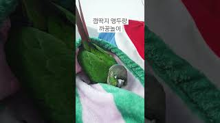 코뉴어 앵무새랑( 놀기)