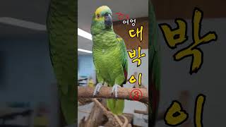 대박이 ③ #아마존앵무새
