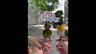 쫄보들이라 나오면 젤 친해요 ㅋㅋㅋㅋㅋㅋ #세네갈앵무 …