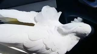 에어컨바람을 느끼는 나나공주님 유황앵무 코카투