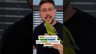 How Do You Keep a Quaker Parrot From Flying All About the House?
