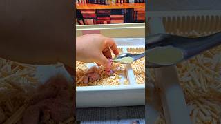 쟈딘앵무새가 부화했어요. #birdslover #parrot #pets #birds #cute #animals #사계절앵무새 #앵무새성장 #앵무새분양