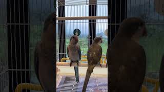 앵무타운 퀘이커 현황 / 블루2 올리브2 노멀1 이사벨1