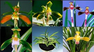 3월7일 좋은 품종 다양하게 준비했습니다