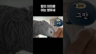 말의 의미를 잘 아는 앵무새  회색앵무 잠바
