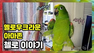 오동통통 귀여운 옐로우크라운 아마존 앵무새 매력의 끝은…
