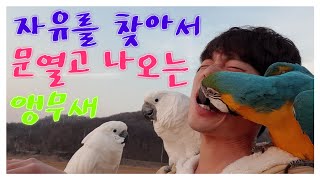 앵무새가 문여는 방법. 자유를 찾아서~