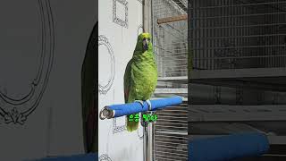 요즘 잘 삐지는 아리 #말하는  #앵무새 #아리 #앵톡 #parrot  #birds  #cute #행복 #치유