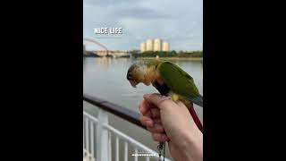 #앵무새일상 #앵무새 #코뉴어앵무새