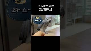 가만히 못 있는 3살 앵무새  회색앵무 잠바  #bir…
