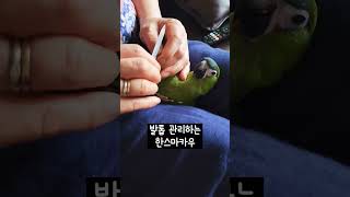발톱 관리 앵무새 #한스마카우 #앵무새 #발톱관리 #발톱갈기 #발톱 #앵집사 #반려동물 #반려조 #앵무새키우기 #앵무새관리 #parrot #animal #hansmacaw