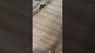 초롱이 폴짝 2탄입니다.