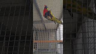 한가로운 오색 청해 앵무새