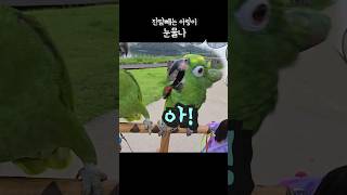 개그콤비 남매같은 앵무새싸움 #아랑이 #parrot #…