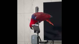 [지구젤리] 인성 파탄난 앵무새 / 앵무새 싸움에 그릇 등 터진다 / 안깨져서 다행이야.. / eclectus parrot fighting / #shorts