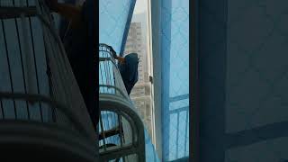 나가기 전 창밖을 확인하는 청금강앵무새