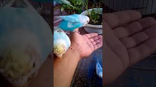 This Amazon bird toy is SO COO…