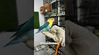 Alhamdulillah For Everything..#Sialkotiaviculturist