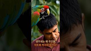 절대 길들여지지않는 앵무새, 사람껌딱지 #앵무새 키우기 #질투 #앵무새 분양 #앵무새 입양 #반려동물