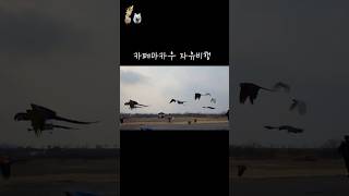 카페마카우 자유비행 #카페마카우 #자유비행 #마카우 #코카투 #birds #앵무새브이로그