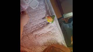 통통튀는 카이큐앵무새