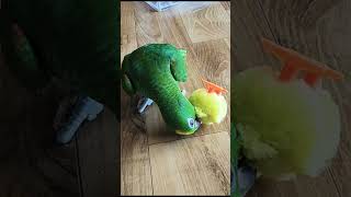 아마존 앵무새 아리 짝 카이를 소개 합니다 #parro…