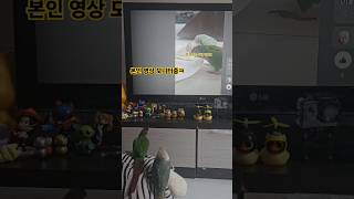 영상 모니터 하는 끽끽이들ㅋㅋ 담에 더 잘하자#코뉴어#앵무새#애완조#앵무#코뉴어앵무#